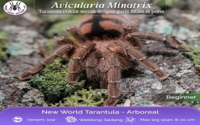 avicularia minatrix Sling tarantula